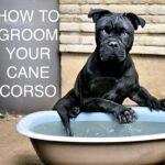 Grooming Your Cane Corso