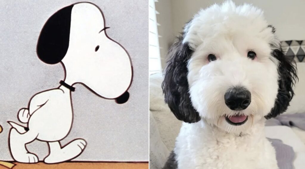 What kind of dog looks like Snoopy?