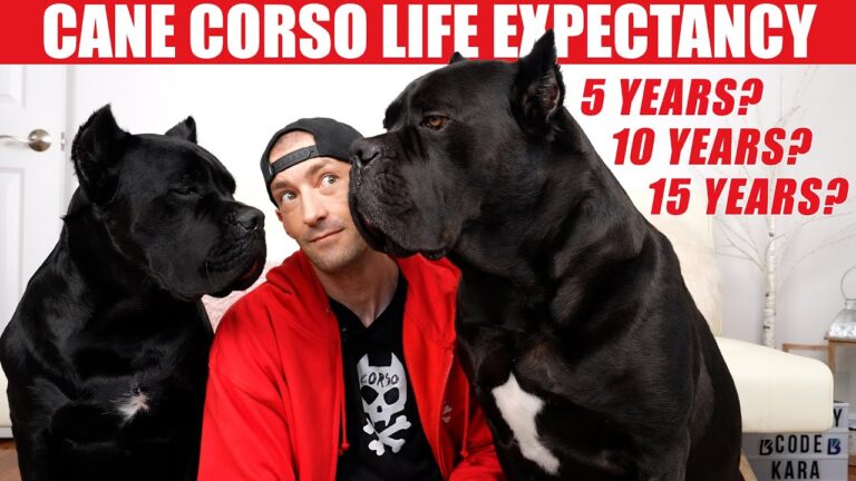 Cane Corso Life Expectancy